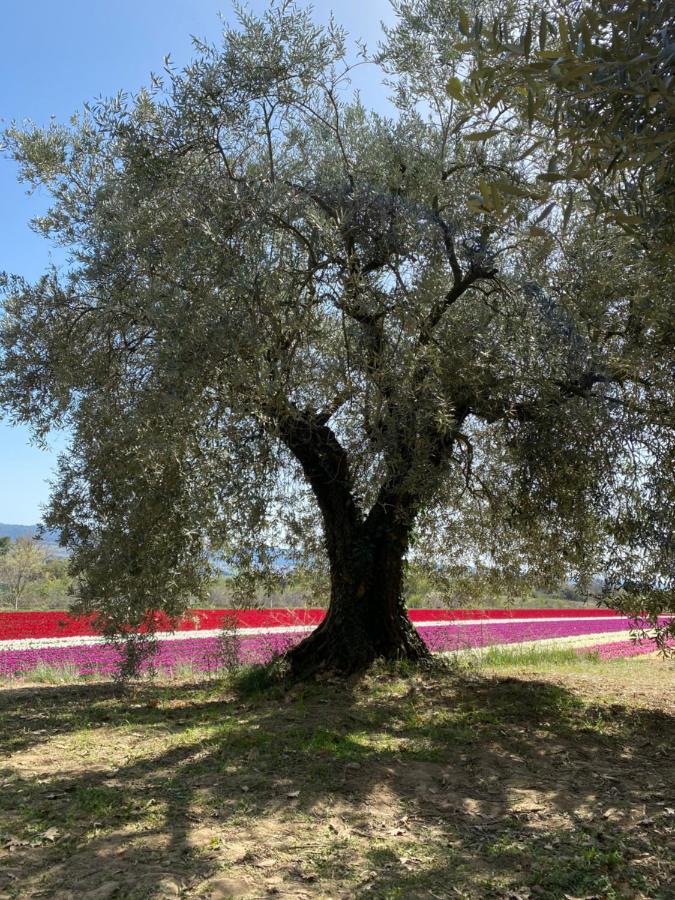 Maison Lou Roucas Cabrieres-d'Aigues Εξωτερικό φωτογραφία